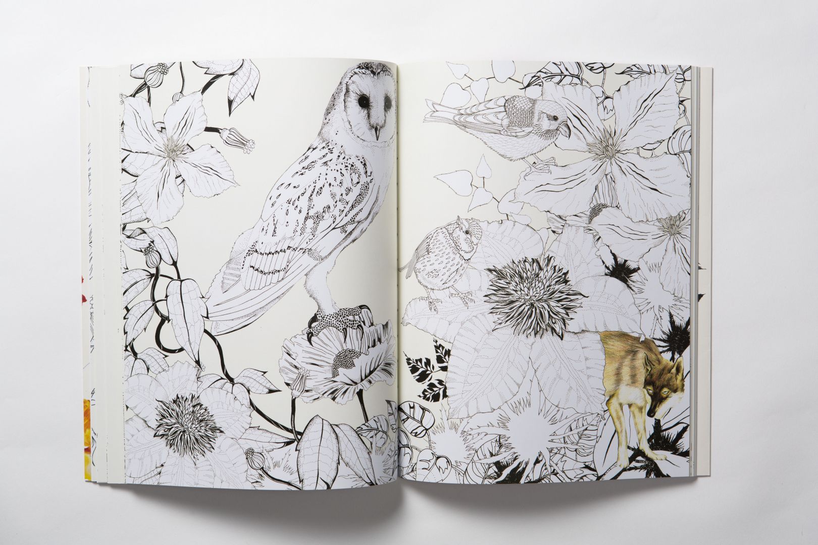 Birdtopia: A Fantastical Colouring Book