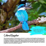 COLOURFUL FEATHERS: SELECTED BIRDS OF BRUNEI AND BORNEO